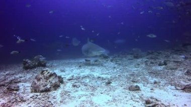 Fiji 'nin sualtındaki köpekbalıkları.