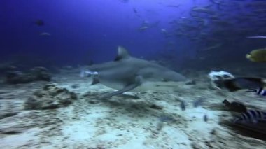 Köpekbalığı, Fiji 'nin sualtı okyanusunun dalgıcının ellerinden yer..