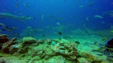 Dalgıç, Fiji 'nin sualtı okyanusunda köpekbalığını besler..