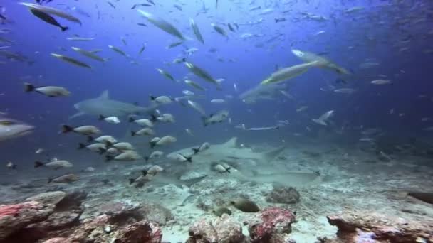 Галапагоська сіра акула під водою Тихого океану. — стокове відео