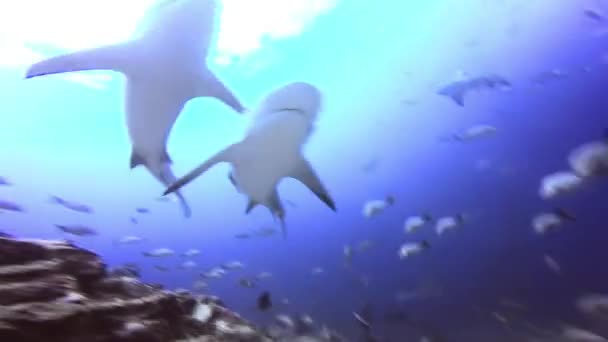 Tiburones en la escuela de peces en el océano submarino de Fiji. — Vídeo de stock