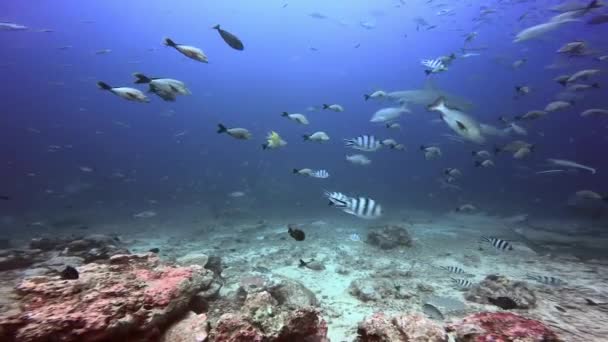 Υποβρύχια ζωή των καρχαριών και της σχολής ψαριών στον Ειρηνικό Ωκεανό. — Αρχείο Βίντεο