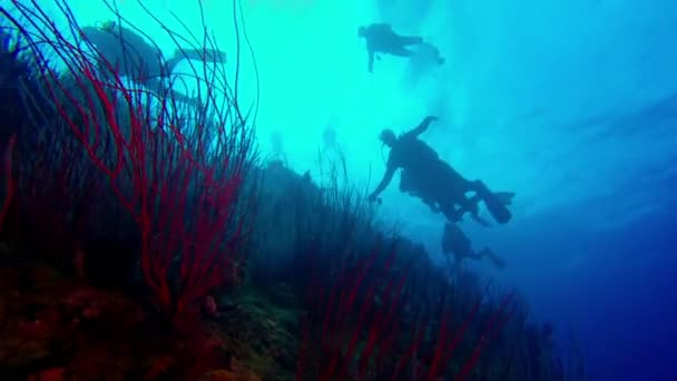 Plongée près d'une épave sous-marine aux Fidji. — Video
