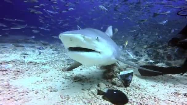 Le plongeur nourrit le requin Carcharhinus galapagensis sous-marin Océan Pacifique. — Video