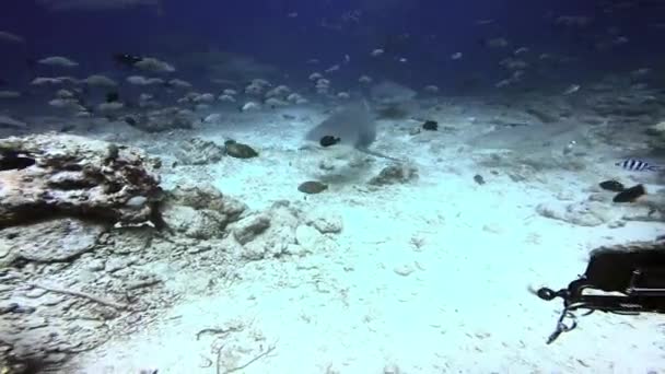 Tubarão no oceano subaquático de Fiji. — Vídeo de Stock