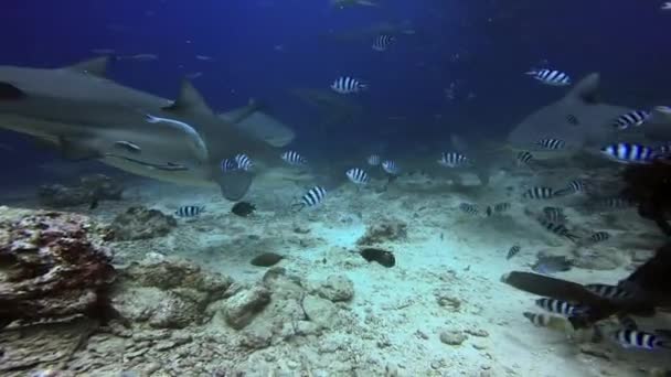 Lidé krmí žraloky v podmořském oceánu Fidži. — Stock video