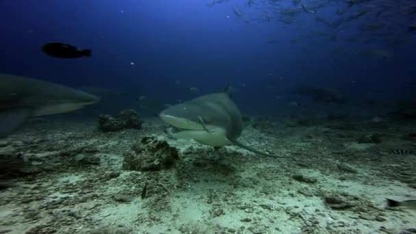 Hiu menyimpan ikan di mulutnya bawah air laut Fiji. — Stok Video