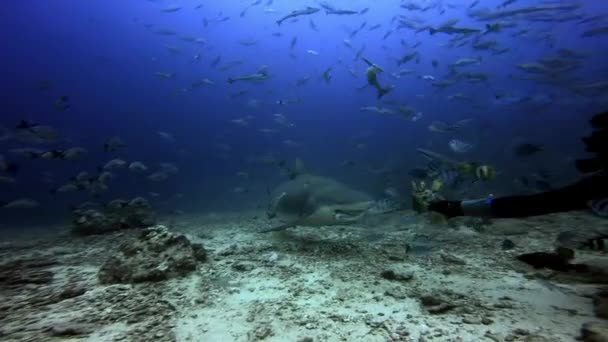Mergulhador alimenta tubarão no oceano subaquático de Fiji. — Vídeo de Stock