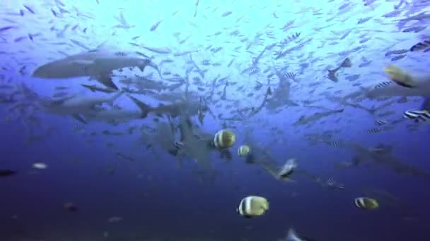 Žraločí smečka ve škole ryb v Tichém oceánu. — Stock video