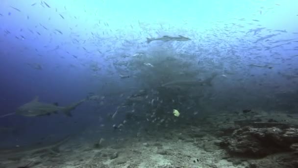 Vida submarina de tiburones y escuela de peces en el Océano Pacífico. — Vídeo de stock