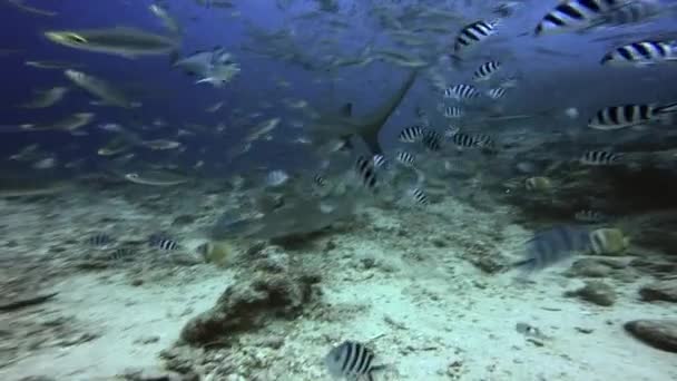 Tiburón en la escuela de peces en el Océano Pacífico. — Vídeo de stock