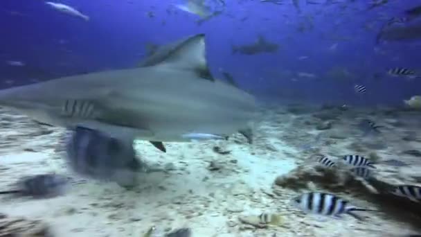 Tubarão come de mãos do mergulhador oceano subaquático de Fiji. — Vídeo de Stock