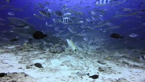 Škola ryb a skupinového žraloka v blízkosti lidí pod mořem Fidži. — Stock video