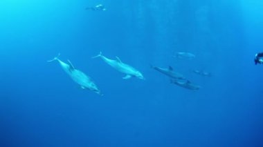 Yunus sürüsü okyanus tabanında su altında yüzer..
