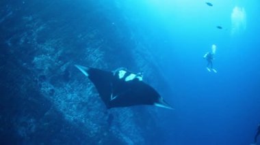 Devasa Siyah Okyanus Manta balığı mavi sularda yüzüyor.