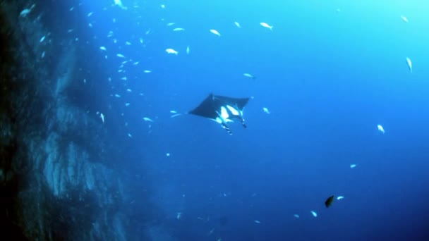Gigantesco nero Oceanic Manta pesce galleggiante su uno sfondo di acqua blu — Video Stock