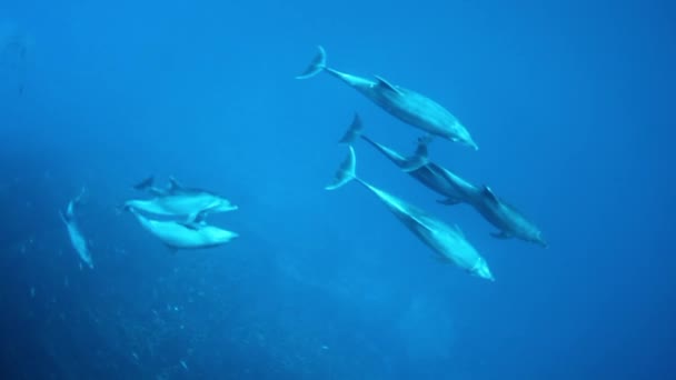 Школа дельфінів плаває під водою біля морського дна океану . — стокове відео