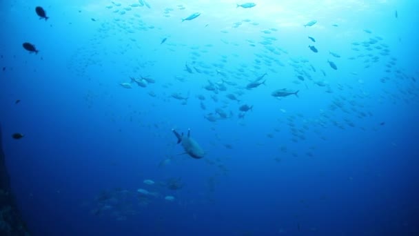 Escuela de atún sobre fondo azul del mar bajo el agua en busca de alimentos. — Vídeos de Stock