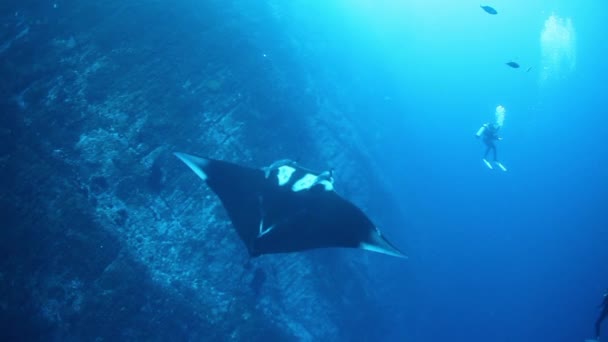 Gigantic Black Oceanic Manta fish floating on a background of blue water — Stock Video