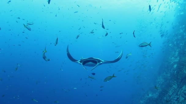 Gigantisk svart Oceanic Manta fisk flyter på en bakgrund av blått vatten — Stockvideo