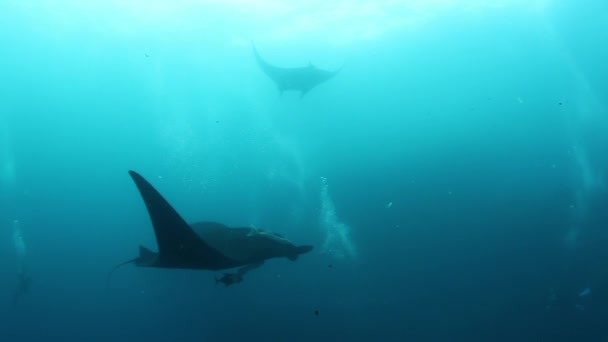 Gigantické Black Oceanic Manta ryby plovoucí na pozadí modré vody — Stock video