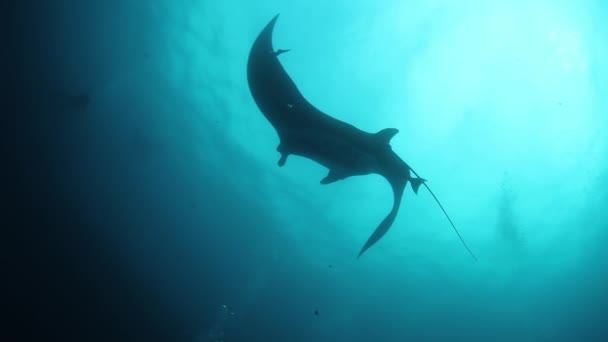 Gigantisk svart Oceanic Manta fisk flyter på en bakgrund av blått vatten — Stockvideo