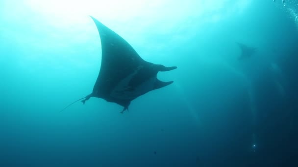 Gigantic Black Oceanic Manta fish floating on a background of blue water — Stock Video