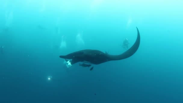 Gigantické Black Oceanic Manta ryby plovoucí na pozadí modré vody — Stock video