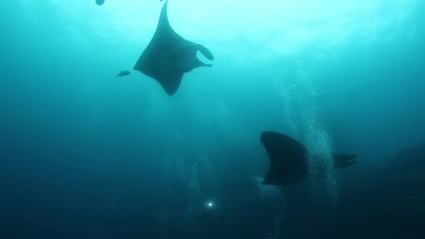 Gigantischer schwarzer ozeanischer Manta-Fisch, der vor blauem Wasser schwimmt — Stockvideo