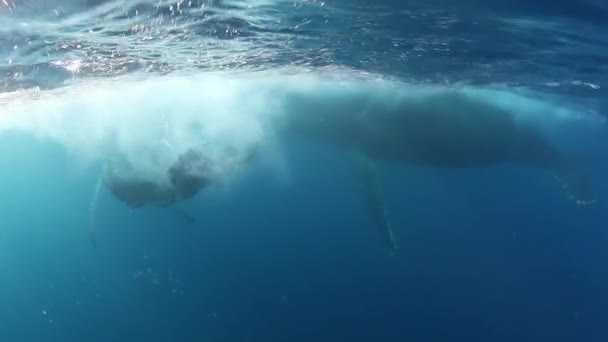 クジラの子牛ザトウクジラは海の中のお母さんと一緒に泳ぐ. — ストック動画