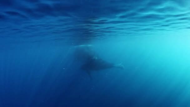 Walvis kalf bultrug zwemt met moeder onderwater in oceaan. — Stockvideo