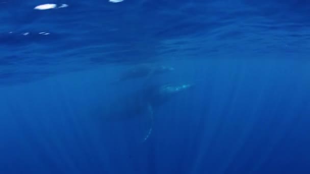 Becerro ballena jorobada con madre en hemisferio de luz solar océano submarino. — Vídeos de Stock