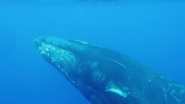 A púpos bálna a víz alatt és az óceán vízfelszínén úszik. — Stock videók