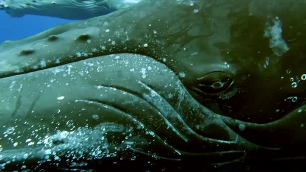 Ojo de cerca de madre ballena jorobada y ternera bajo el agua en el Océano Índico. — Vídeo de stock