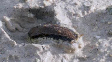 Büyük bir Chromodoris deniz salyangozu.