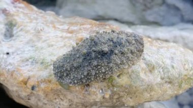 Büyük bir Chromodoris deniz salyangozu.