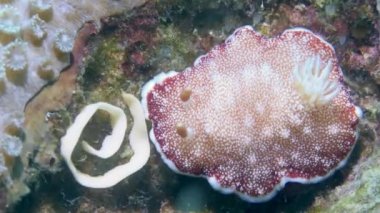 Büyük, kırmızı ve beyaz bir Chromodoris deniz salyangozu.