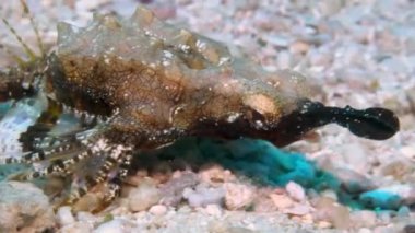 Siyah boynuzlu açık kahverengi, küçük dikenli bir balık.