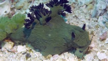 Deniz tabanında yeşil ve Karadeniz Tavşanı