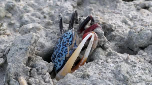 A Philippino fiddler crab digging itself into mud — Vídeo de Stock