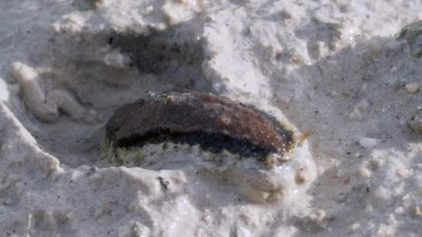 一种大型扁平的海蛞蝓 — 图库视频影像