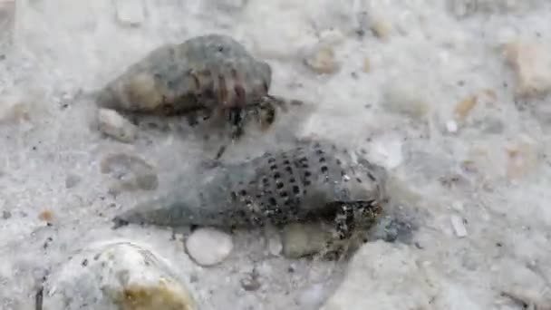 Zwei Krebse mit kegelförmigen Schalen kriechen auf dem Boden — Stockvideo