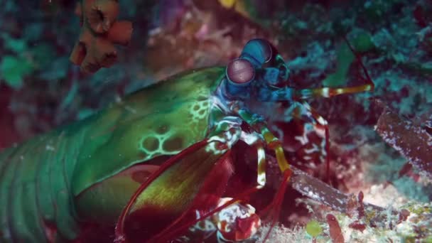 Un colorido camarón mantis pavo real mirando a su alrededor — Vídeos de Stock