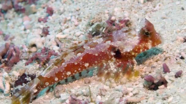 A bright red scorpionfish on the grey seafloor — Stock Video