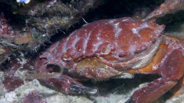 Eine leuchtend rote große Krabbe geht und filtert — Stockvideo