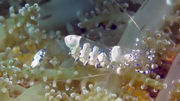 Vita randiga glas räkor renare på korallrev på undervattensbotten av Filippinska havet. — Stockvideo