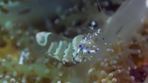 Очиститель креветок с белой полосой на коралловом рифе на подводном дне Филиппинского моря. — стоковое видео
