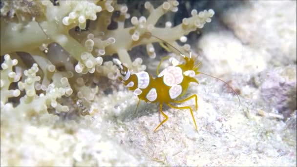 White striped glass shrimp cleaner on coral reef on underwater seabed of Philippine Sea. — Stock Video