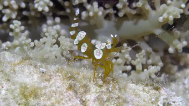 Білі смугасті скляні креветки на коралових рифах на дні Філіппінського моря.. — стокове відео