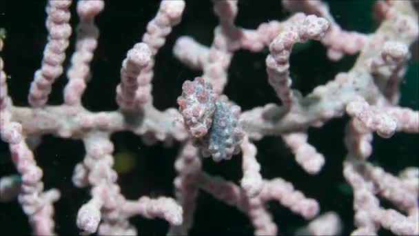 A red pygmy seahorse hanging off of a coral branch — Vídeo de Stock